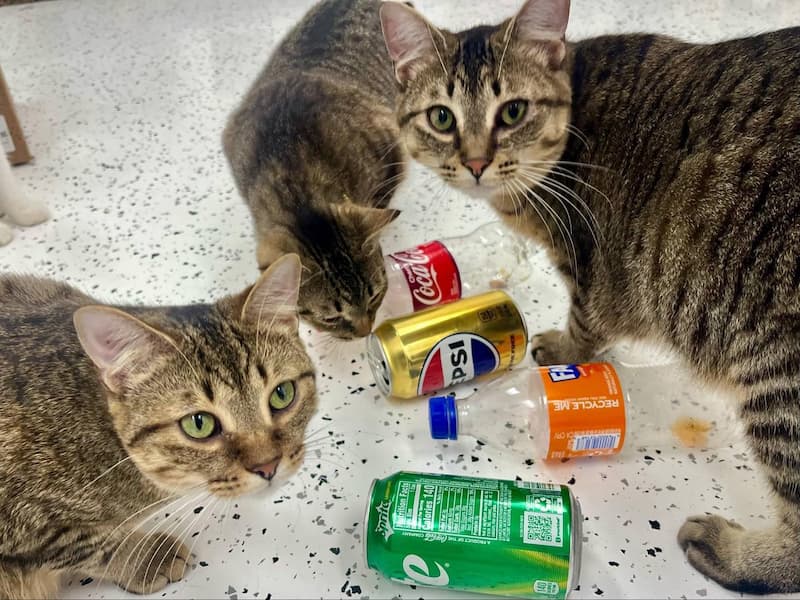 Tabby cats with recyclable cans and bottles