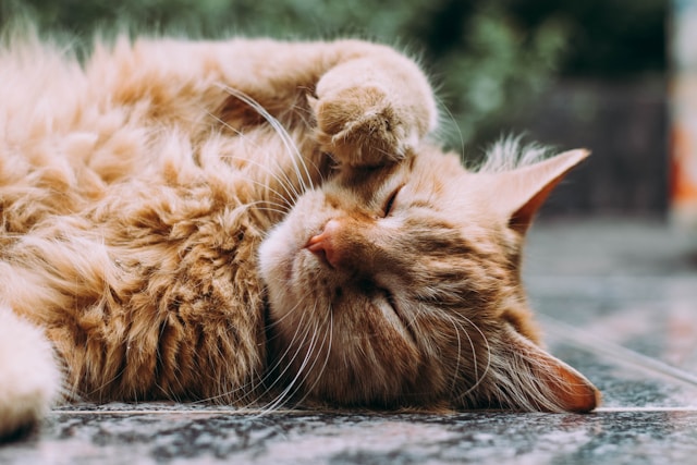 Orange cat with paw on face