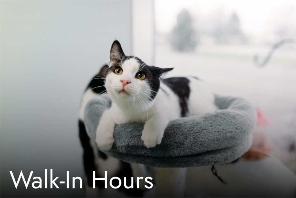 Black and white cat with ear up in cat tree with white text that reads Walk-In Hours